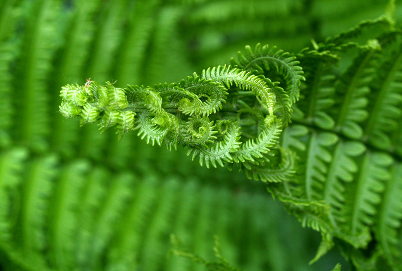 Illustration for article titled Incredible Photographs of Fractals Found in the Natural World